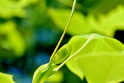 Liriodendron tulipifera 'Mediopictum' - liliovník tulipánokvětý - letní pupen